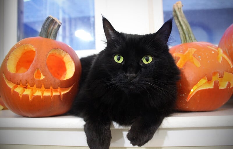 A black cat between some jack-o-lanterns