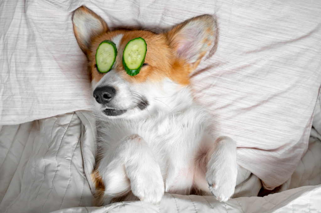 A dog with cucumbers on it's eyes